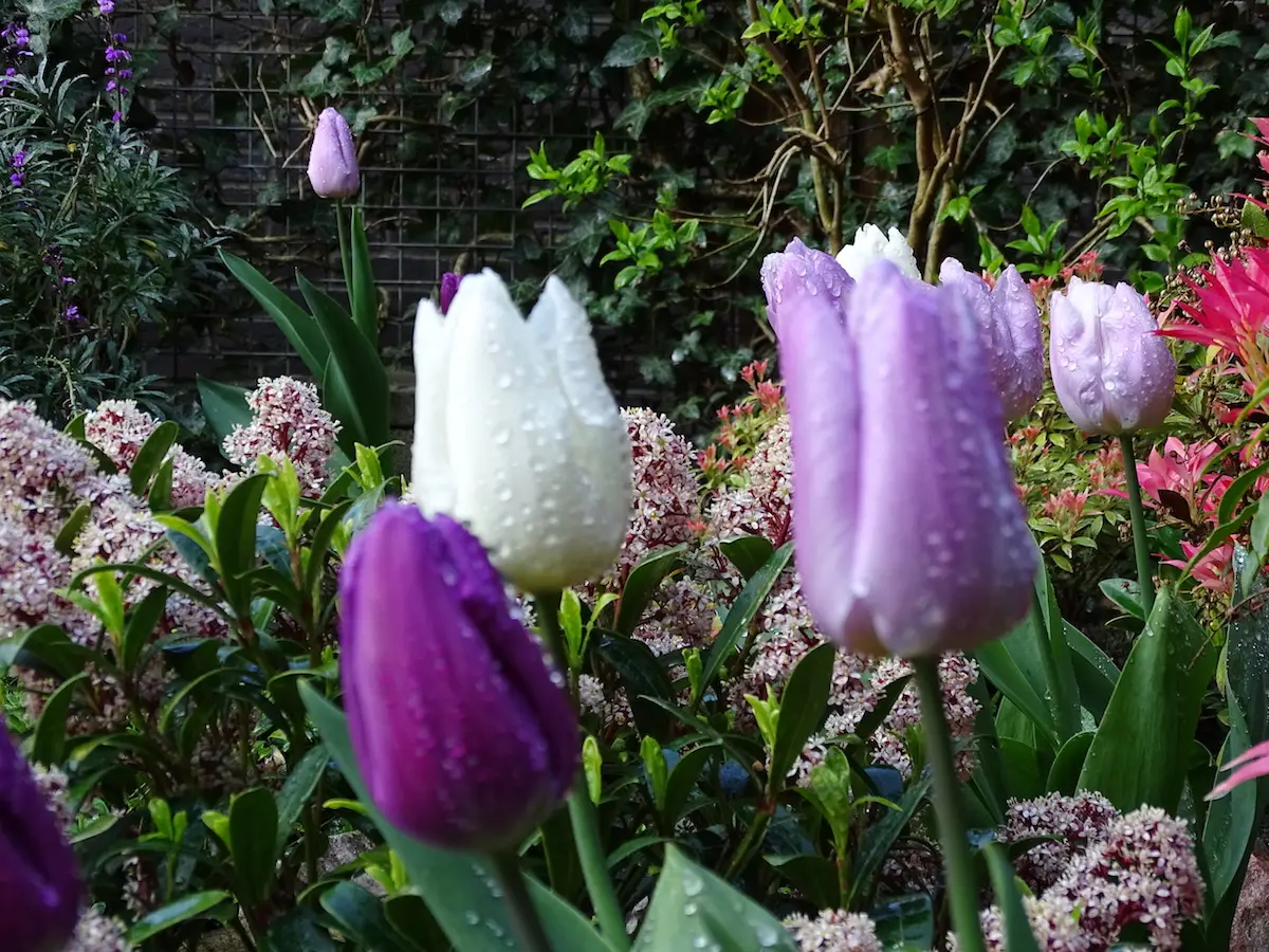 Home tulpen